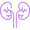 kidneys kidneys